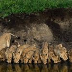 Volunteer Arusha Tanzania